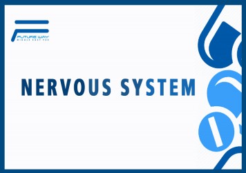 Nervous system