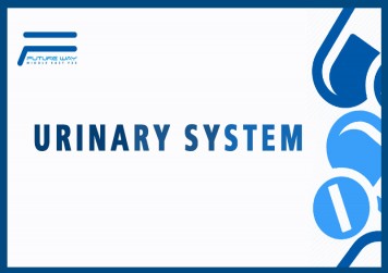 Urinary System